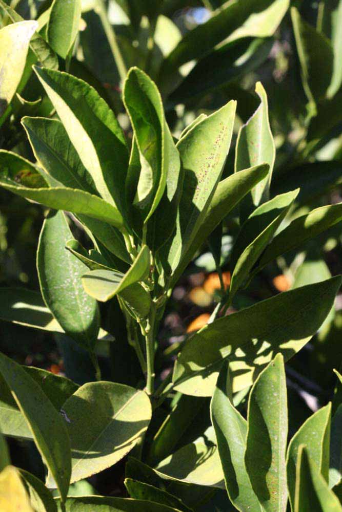            Sun leaves (Riverside, CA)   
